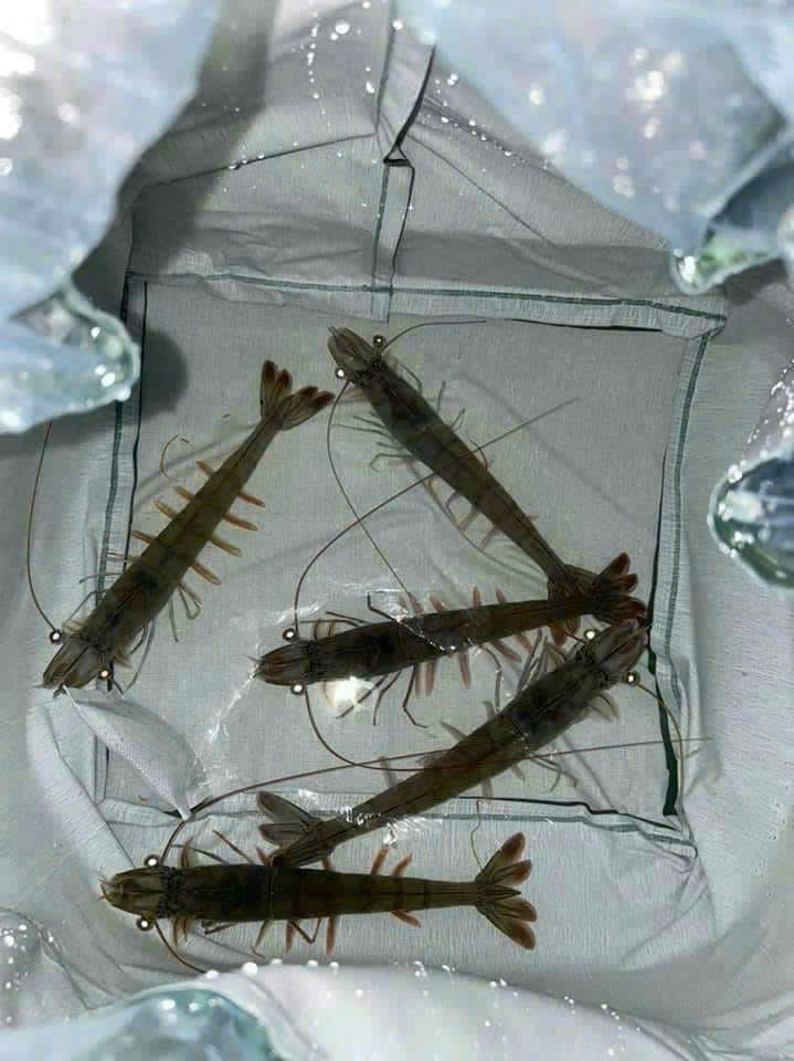 z7260904690263_6d8801a91f7a51ff2fa5eed44a2926d3 z7260904690263_6d8801a91f7a51ff2fa5eed44a2926d3