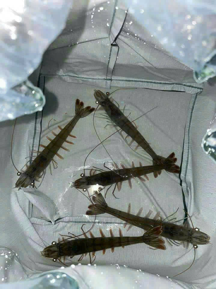 z7260904709186_2fcb784d6bb4953c8de2499362014c01 z7260904709186_2fcb784d6bb4953c8de2499362014c01