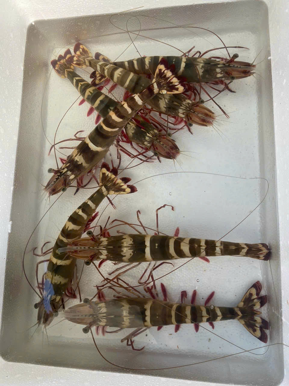 z7260913542846_819f0d031ff58d093b4ab1d64a769dca z7260913542846_819f0d031ff58d093b4ab1d64a769dca